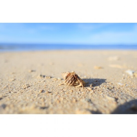 Canon RF 16mm f/2.8 STM Lens